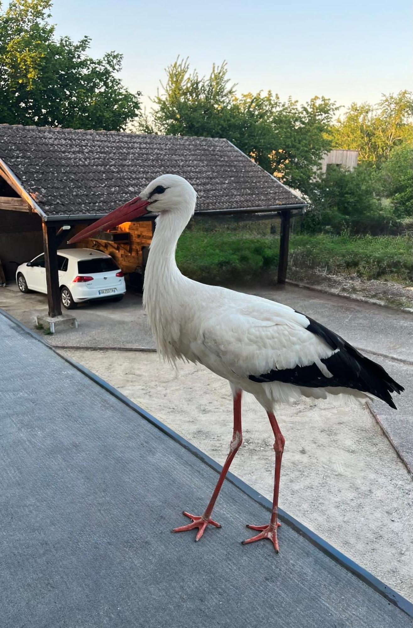 Gite Neuf En Duplex Tout Confort Ribeauvillé Dış mekan fotoğraf